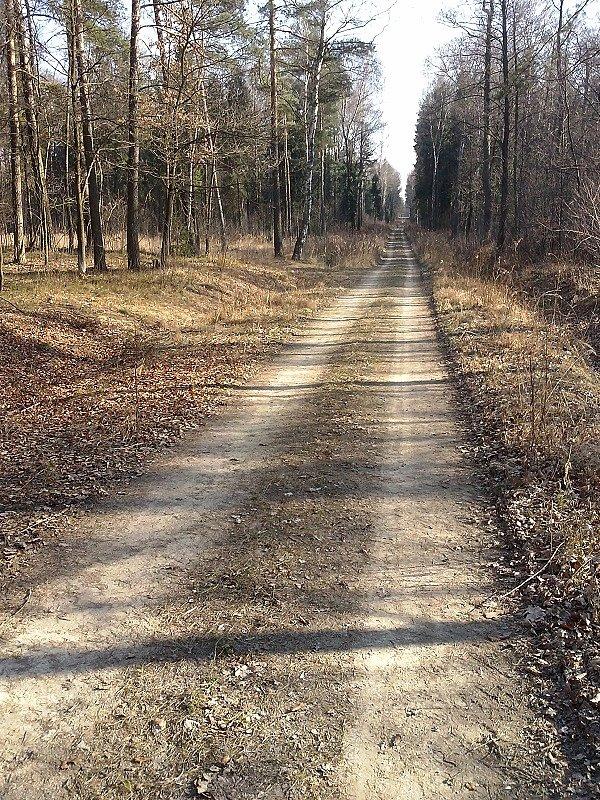 Leśną szutrówką