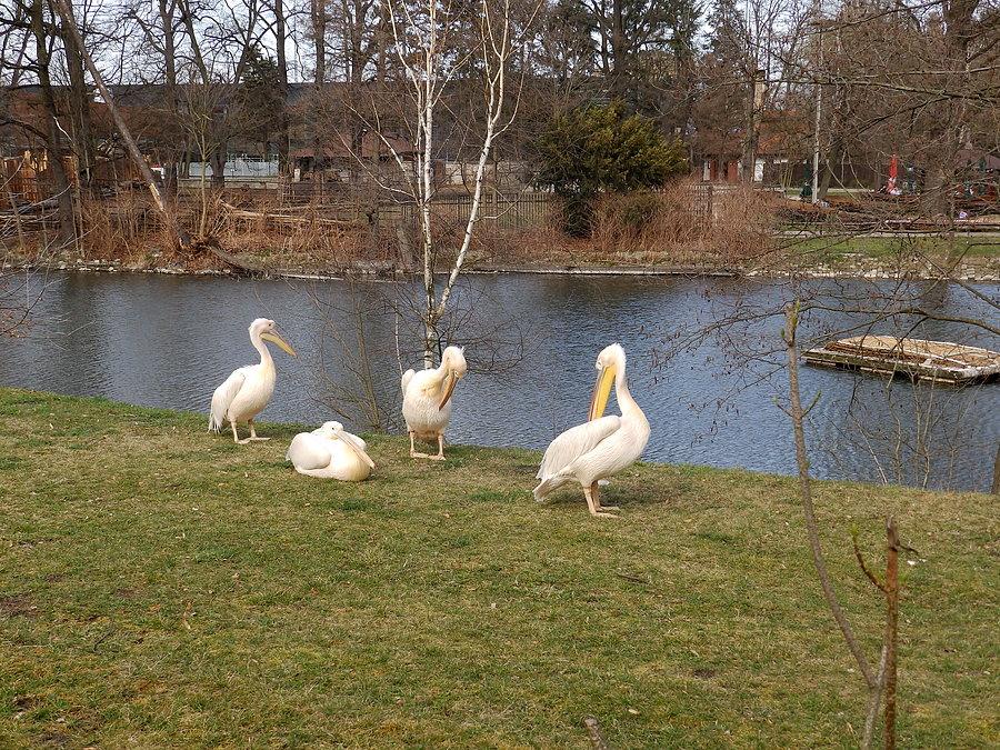 Pelikany