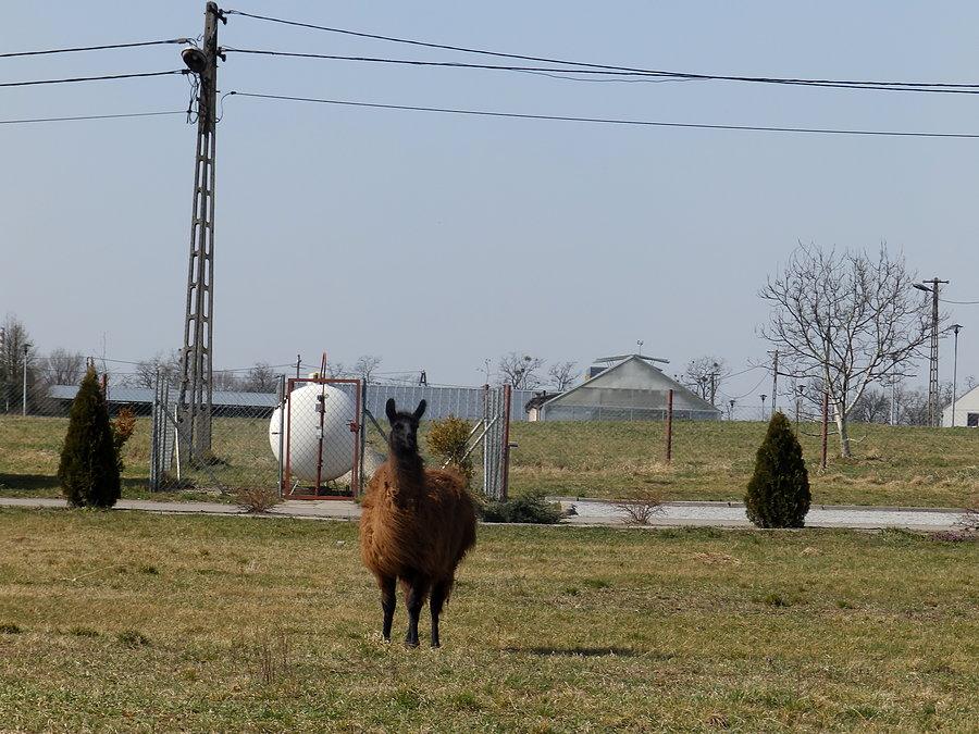 Lama na Swojcu