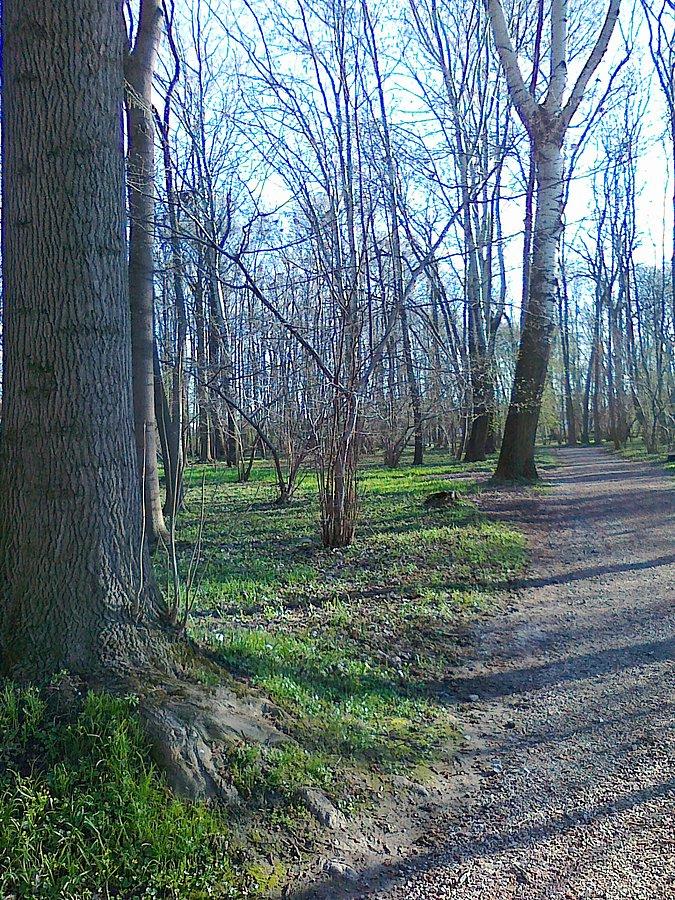 W parku