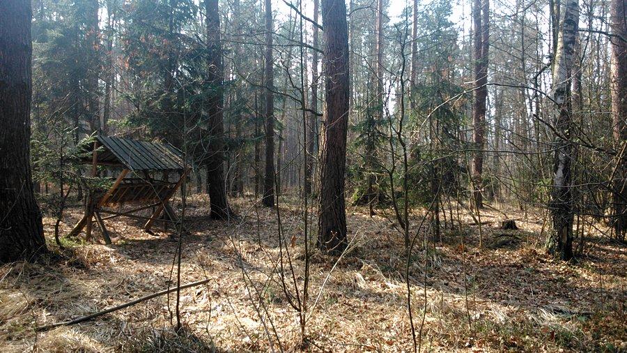 Paśnik w lesie Mokrzańskim