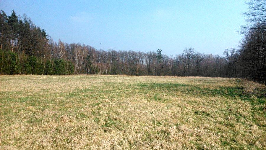 Łąka na skraju Lasu Mokrzańskiego