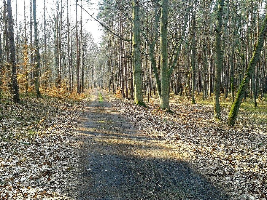 Kierunek Płonia wzdłuż DK 10