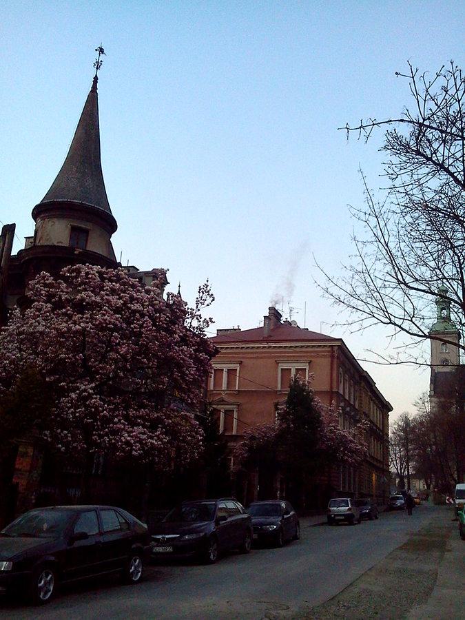 Kwitną magnolie