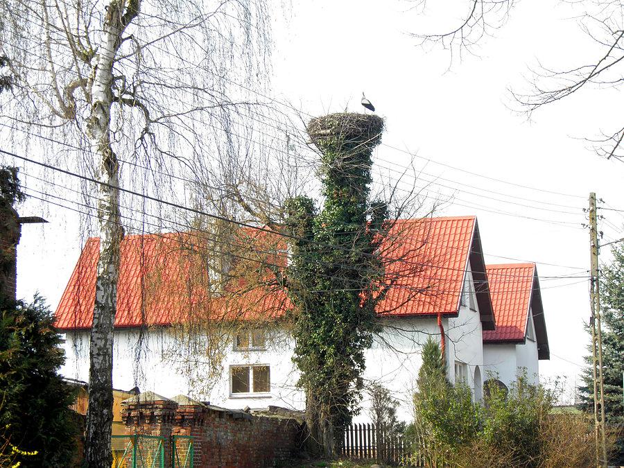 Warzymice - bociany już są a jest 29 marca 14 r