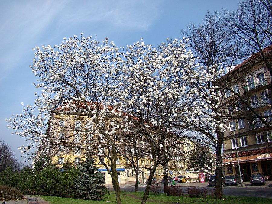 Magnolie rozkwitają