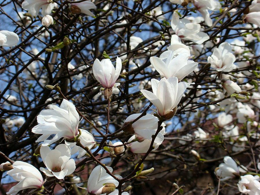 Piękne magnolie