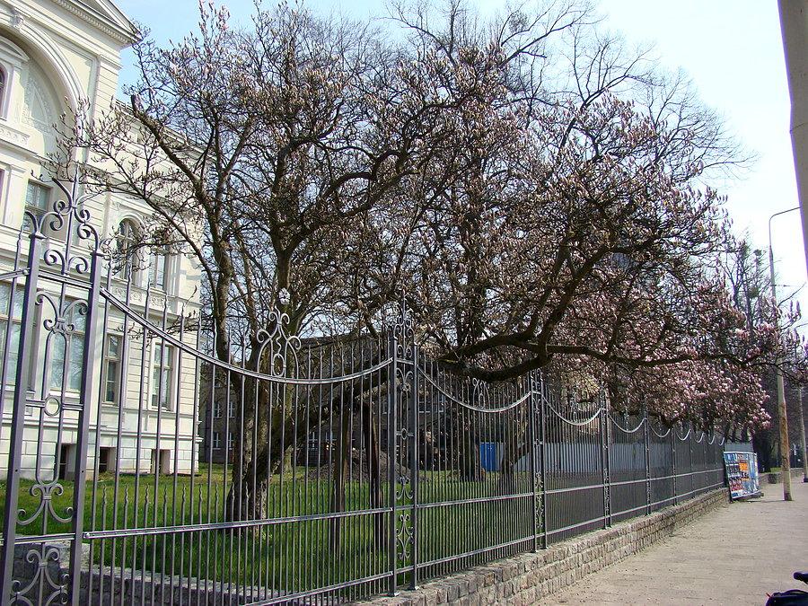 Następne magnolie