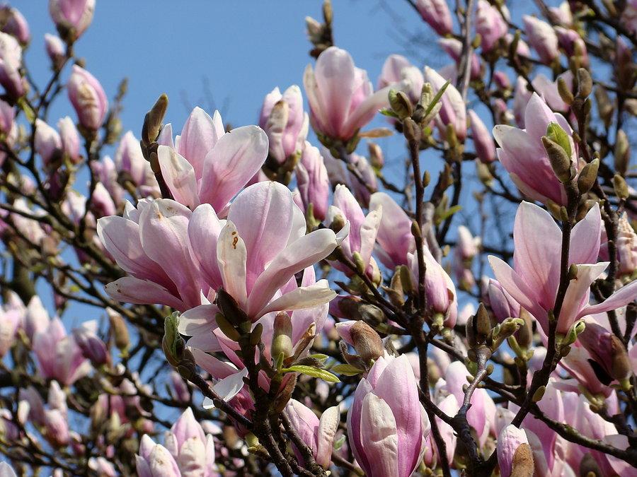 Szczecińskie magnolie