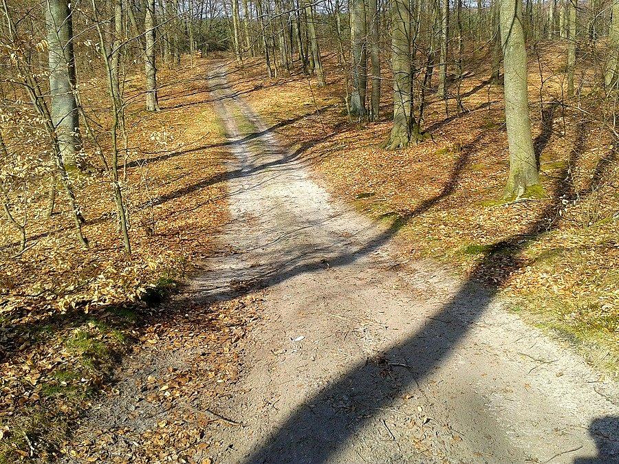 Puszcza Goleniowska