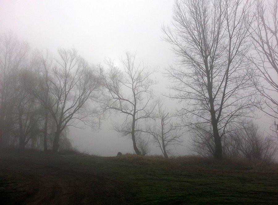Krzyżanowice. Rano zimno i mglisto, łapki mi zmarzły