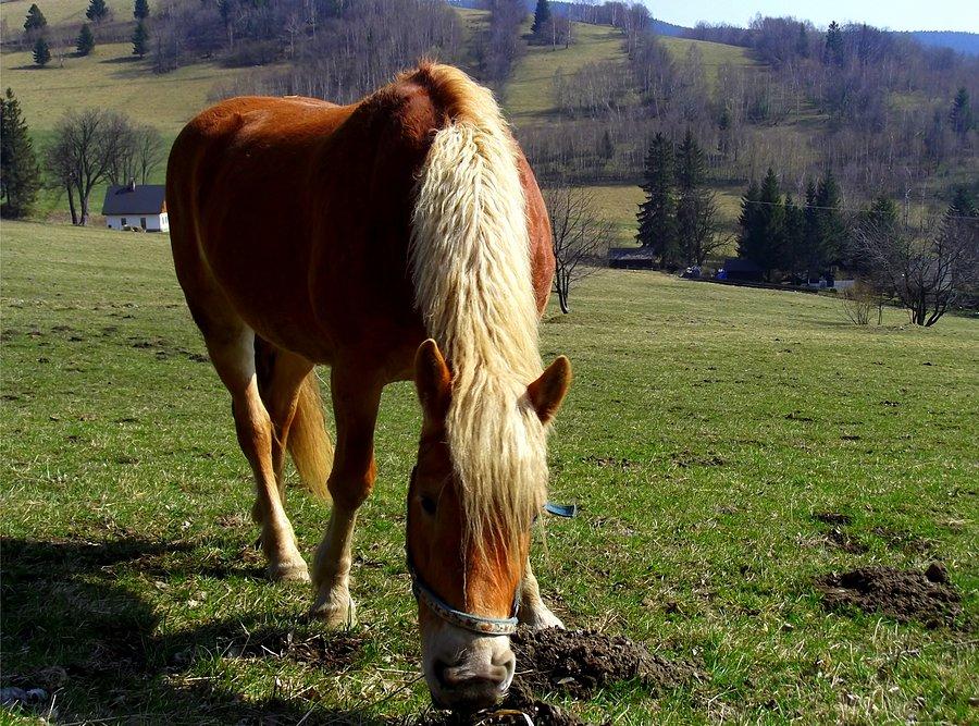 Koń w Hermanovicach, zaraz zjazd do miejscowości Zlate Hory