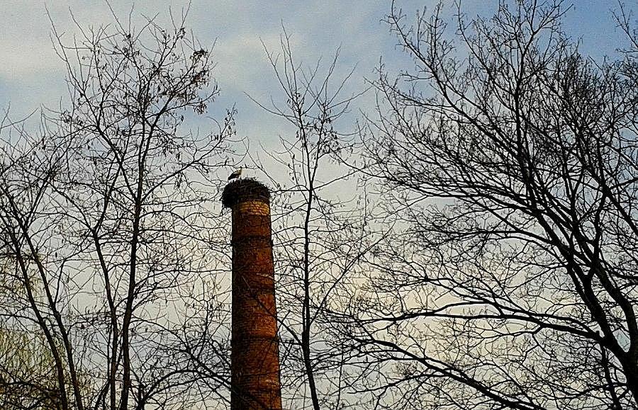 Bocian w Lipniku