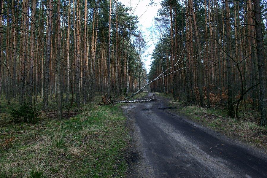 W drodze do Niedźwiedzia