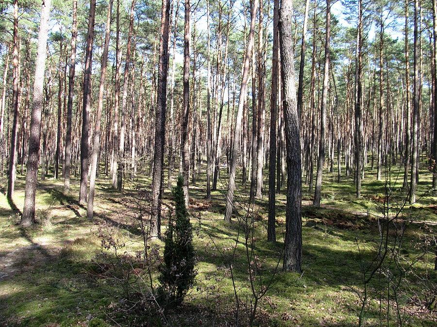 Puszcza Kampinoska