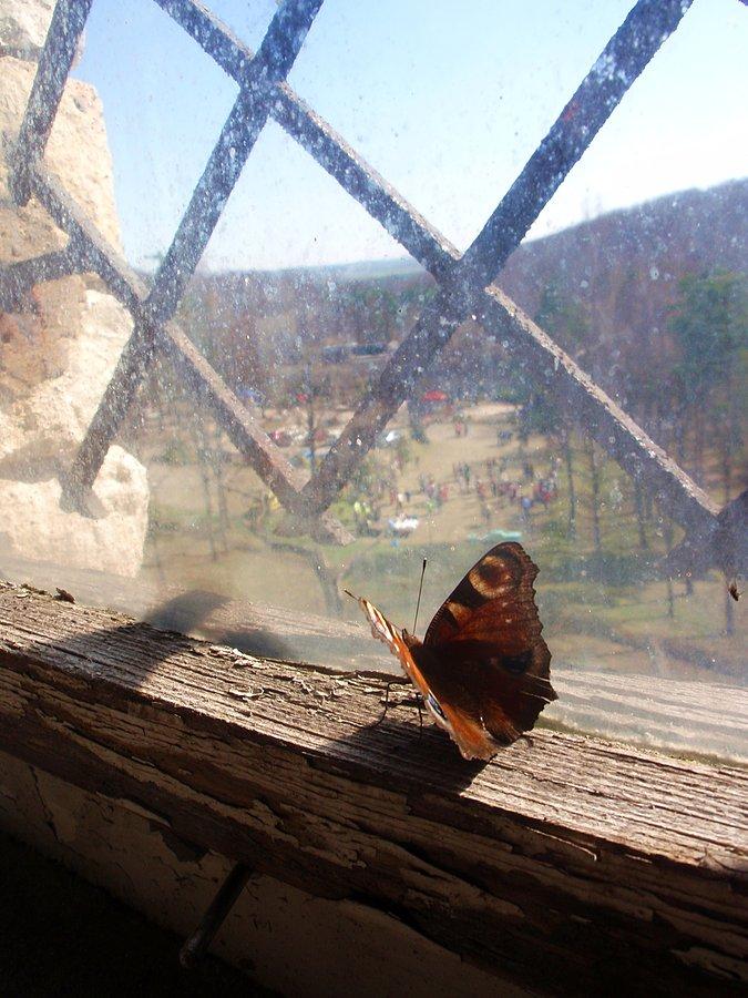 Motyl na ramie okna w Morsku