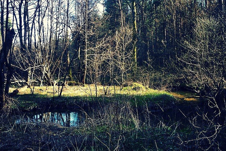 Meandry rzeki Mrówny