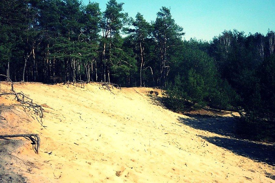 Piaskownica w książenickim lesie