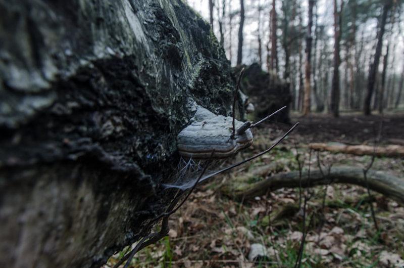 Upadłe drzewo