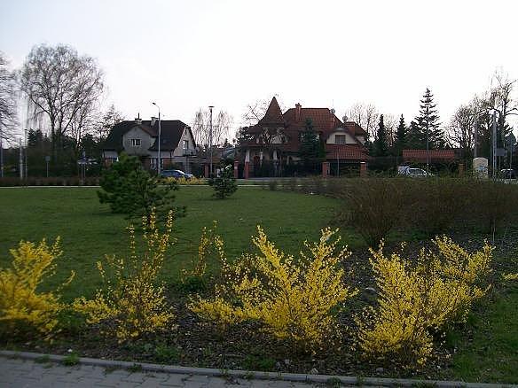 Rozkwitają forsycje