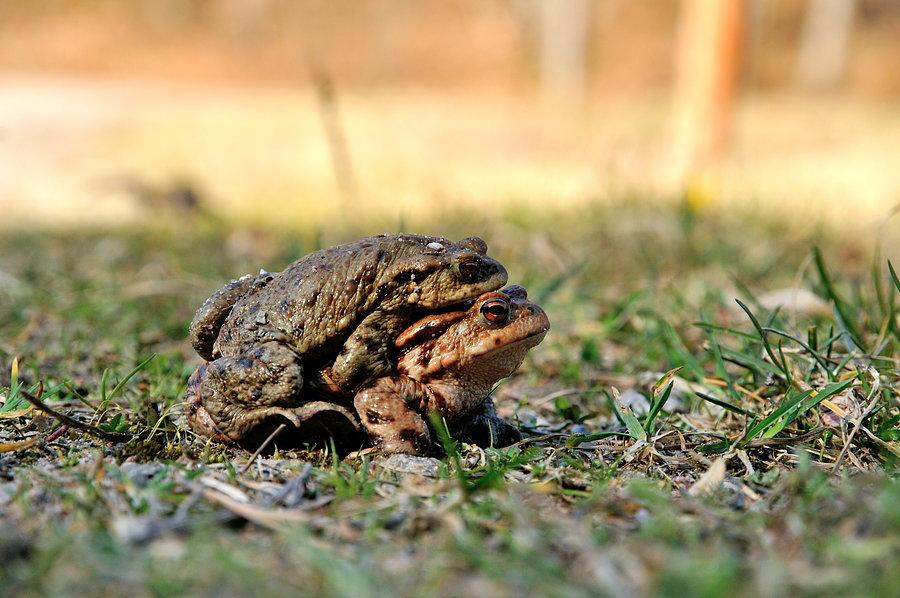Taką wiosnę mamy! ;-)