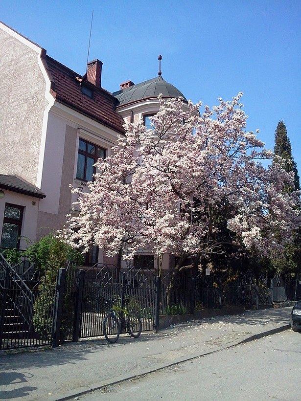 Magnolie w Cieszynie