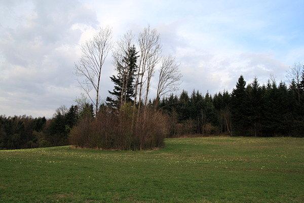 Łąka z pierwiosnkami