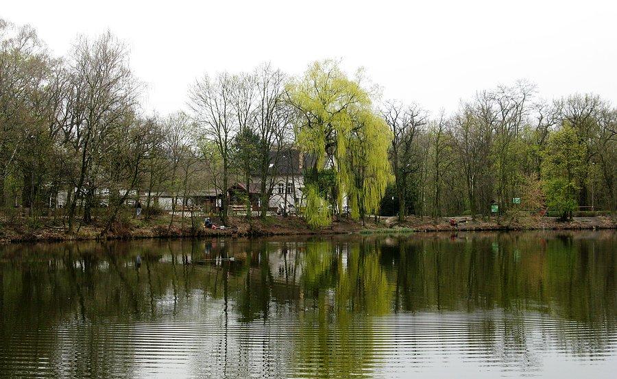 Dębina
