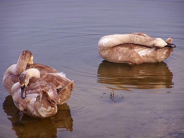 Łabędzie dwa