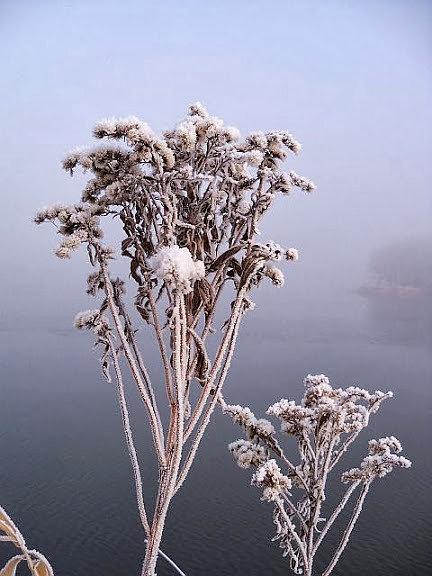Grudniowy szron