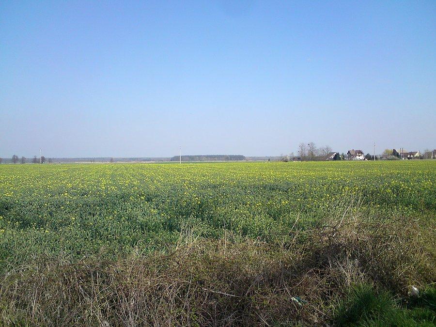 Rzepak już żółknie
