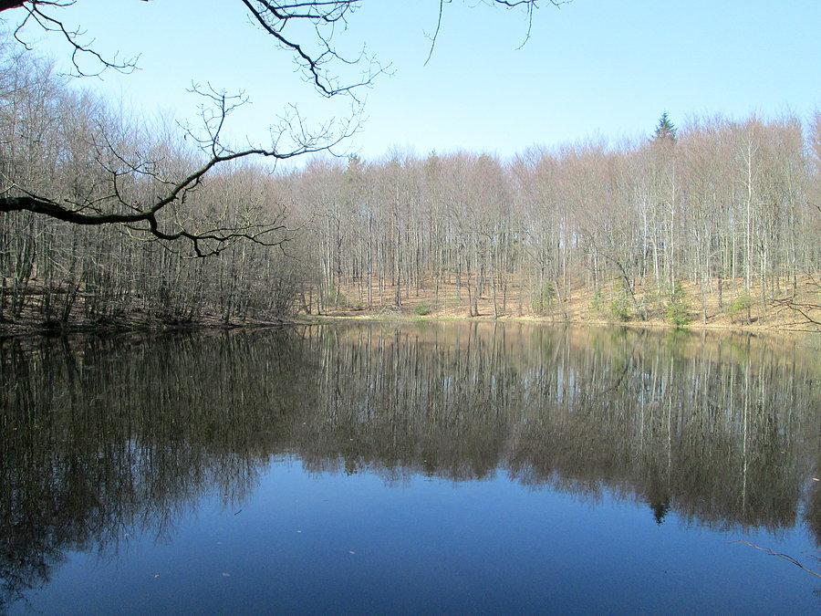 Leśny staw