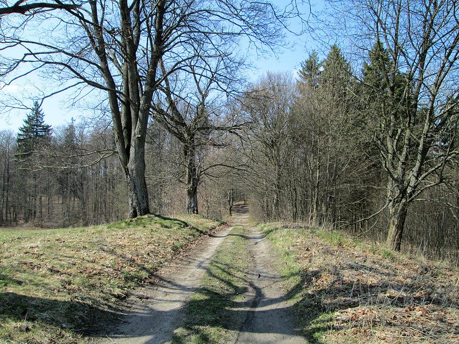 Ulubione leśne drogi
