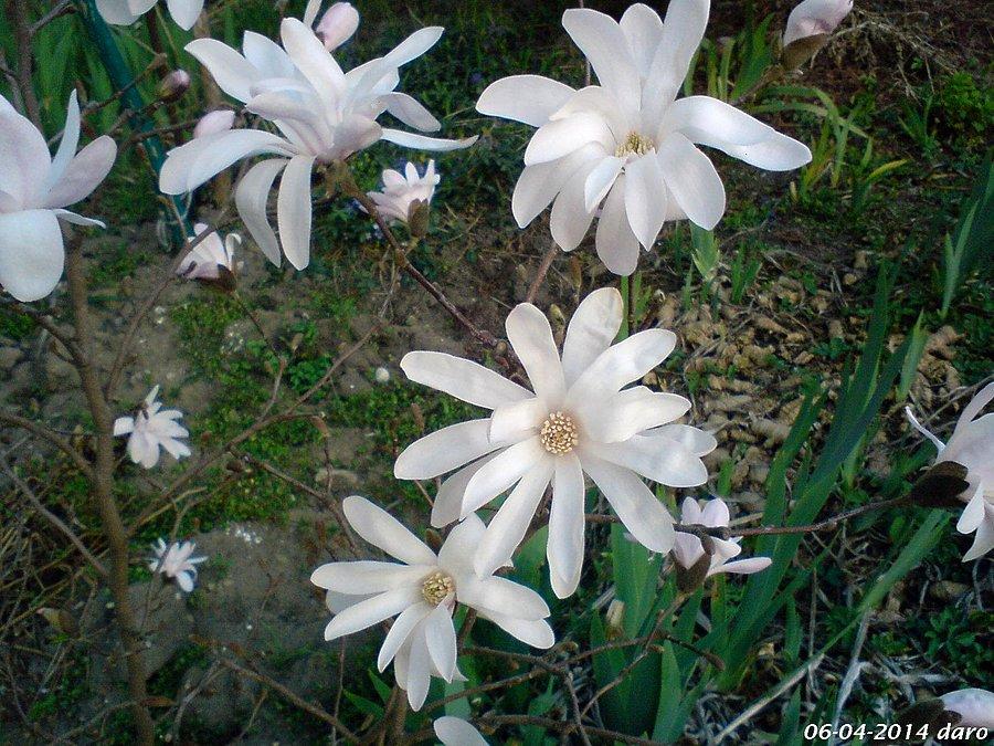 06-04-2014. Ulubione piękne magnolie żony w pełnej okazałości. Oznaki Wiosny w Tczewie