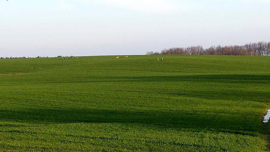 Sarny i żurawie