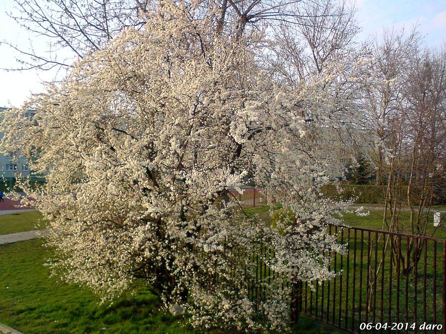 06-04-2014. Oznaki Wiosny w pełnej okazałości, podczas wycieczki rowerowej po Tczewie