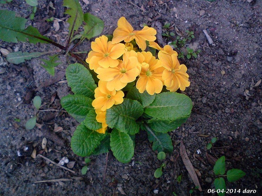 06-04-2014. Piękna Prymulka w przydomowym ogródku, podczas niedzielnej wycieczki rowerowej