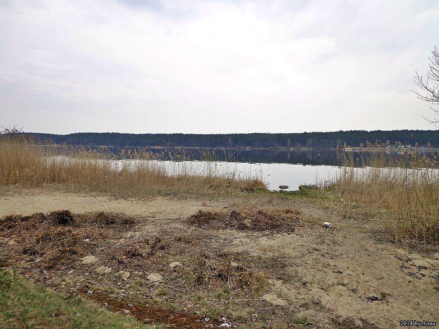 Narew