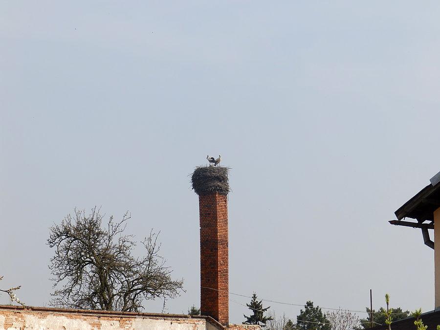 Bociany w Skałce