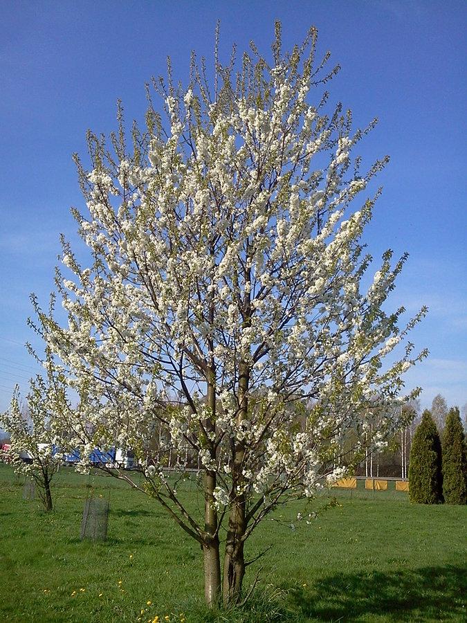 Wiosna