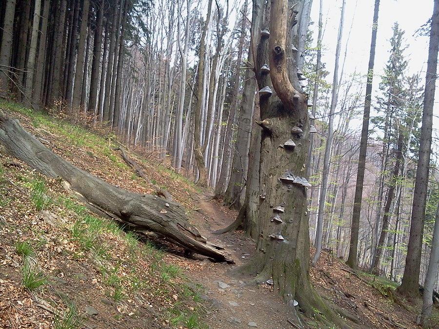 Wąsko i w dół