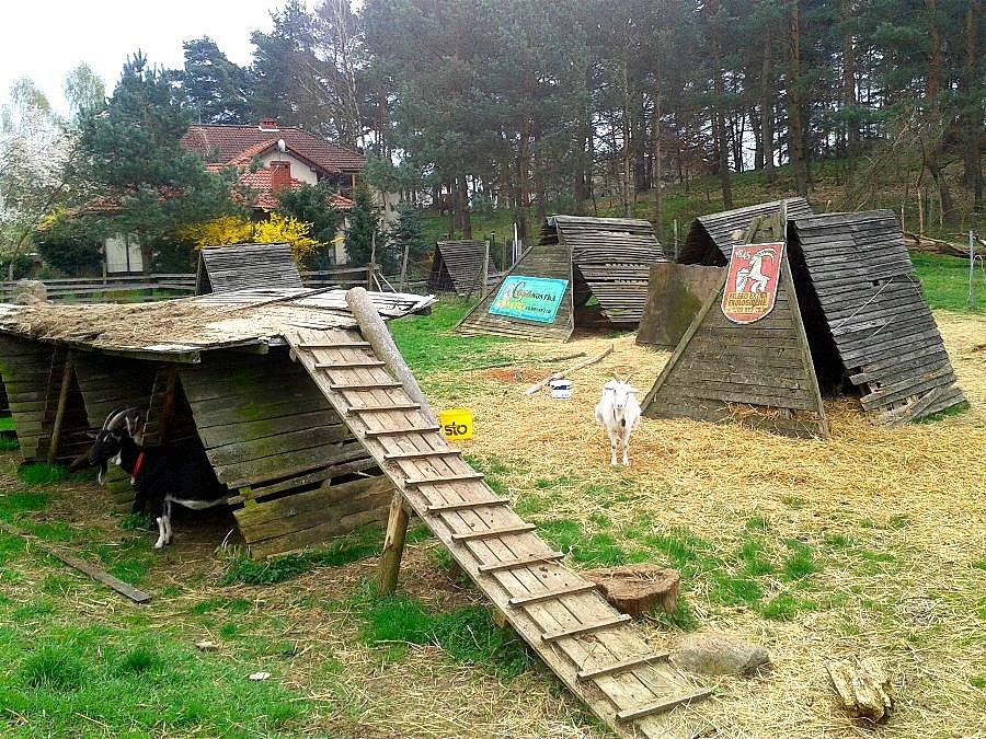 Kozy w Jezierzycach