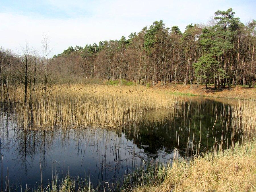Widoczek nad amerykanem