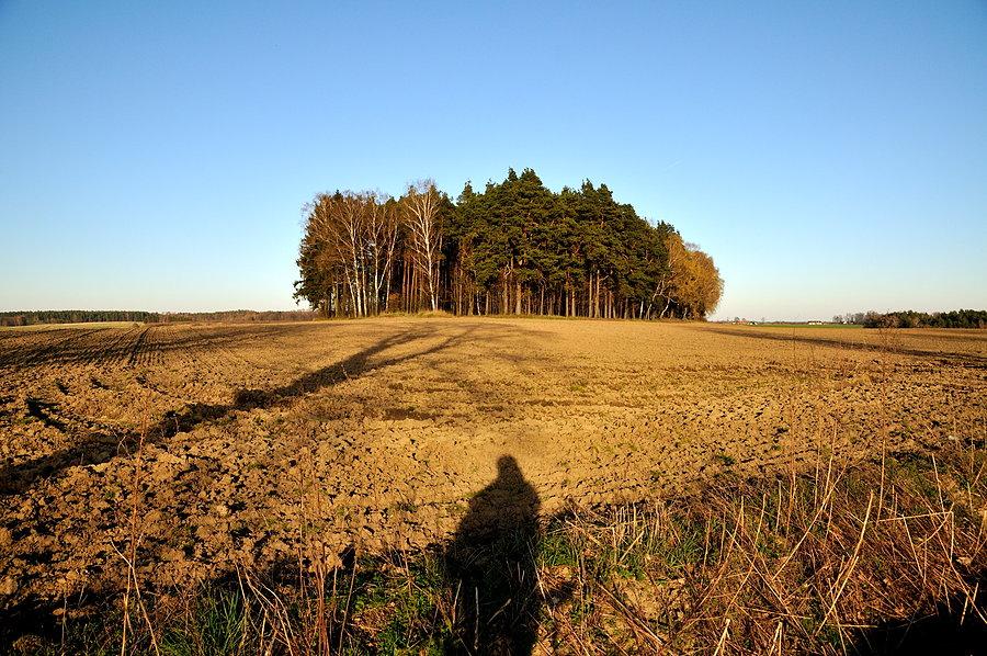 Leśna "kępka"