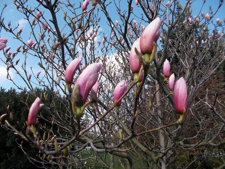 Magnolia