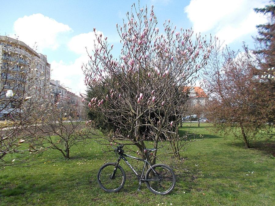 Magnolia