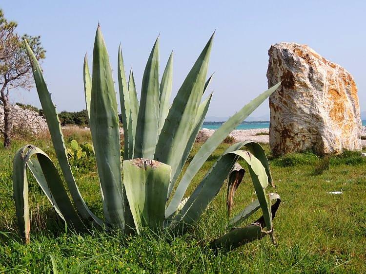 Kaktus