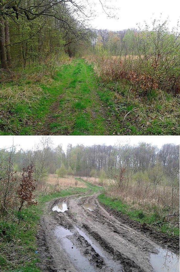 Bukowe - żółty szlak