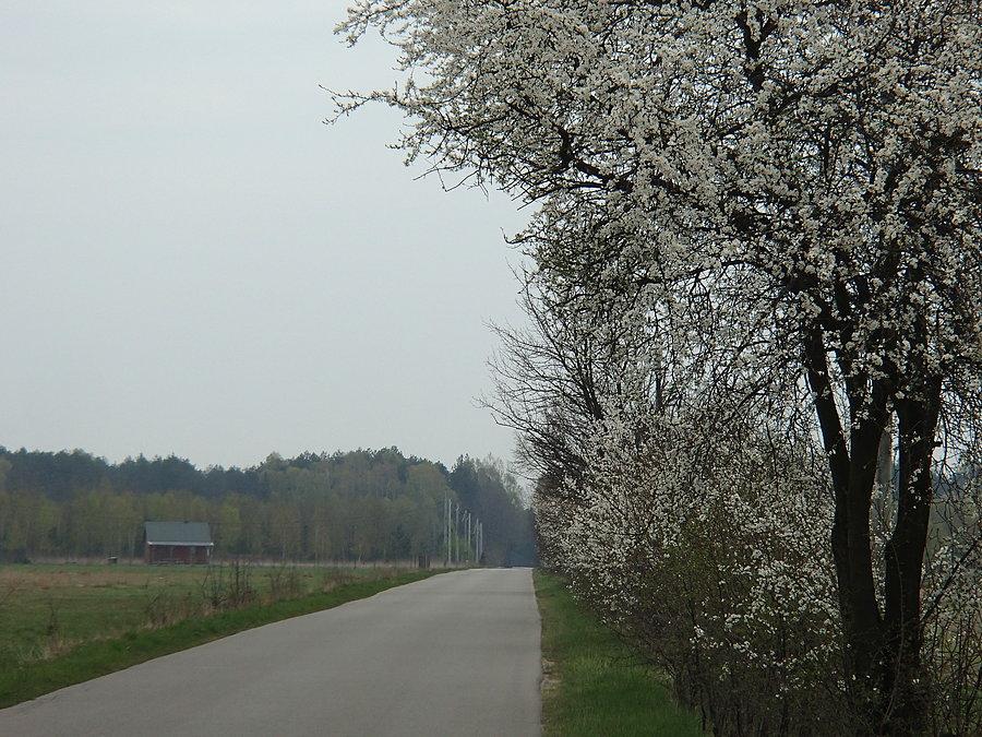 Kwitnące drzewa zaraz przy drodze