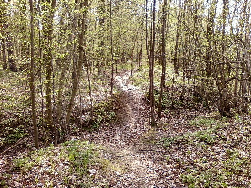 Leśna ścieżka